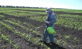 полив огурцов