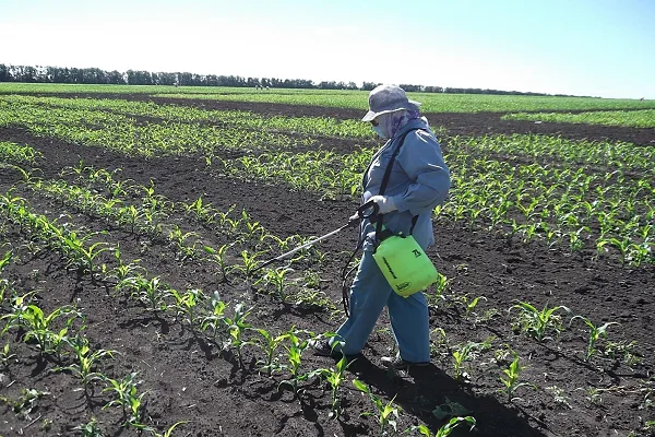 уход за культурой