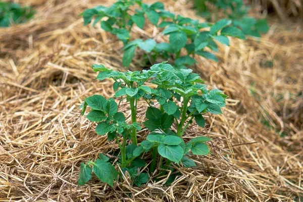 выращивание огурцов Герольд