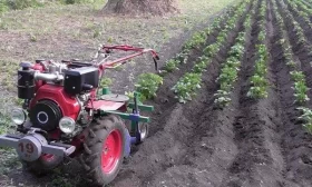 выращивание огурцов