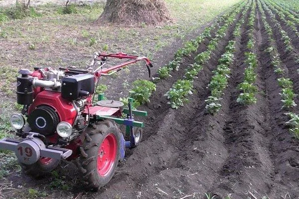 выращивание огурцов