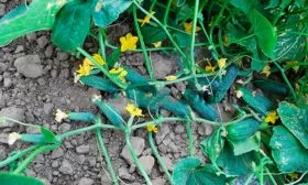 Срок уборки урожая, плодовитость