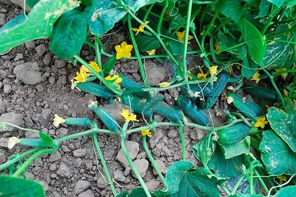 Срок уборки урожая, плодовитость