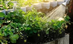 урожай свеклы