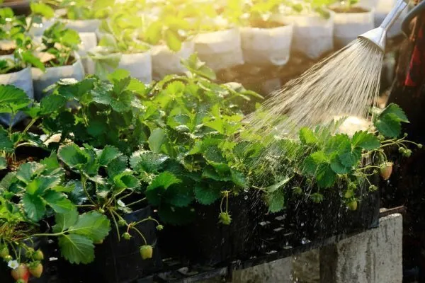 урожай свеклы