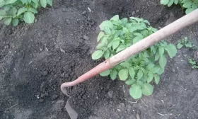 забота об огурцах