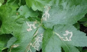 питание для зеленцов