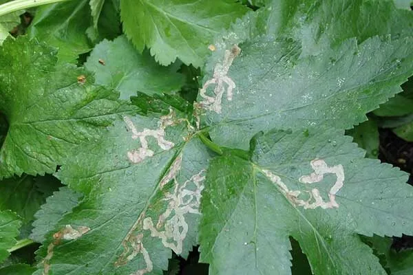 заболевания сельдерея