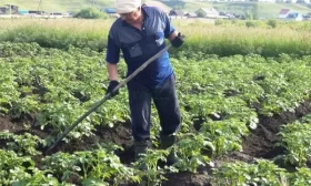 уход за картофелем