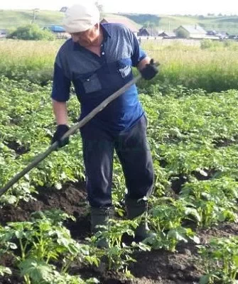 высадка рассады огурцов Лихач в грунт