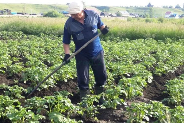 уход за картофелем