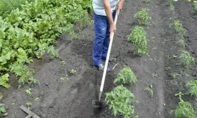 уход за картофелем