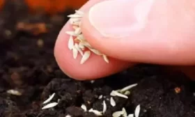 высадка огурцов в теплицу