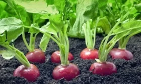 редис в грунте