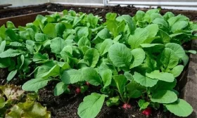 выращивание редиса