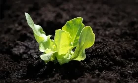 посев семян огурцов