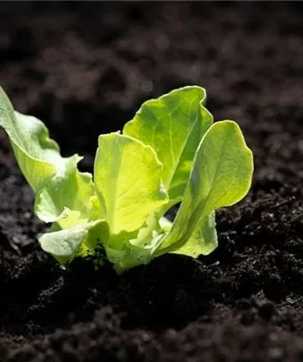 посев семян огурцов