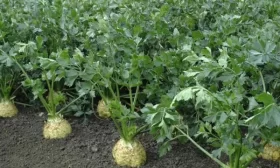 посев семян