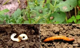 уход за свеклой