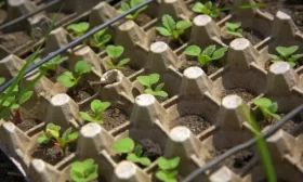 способы выращивания редиски