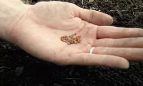 семена редиса