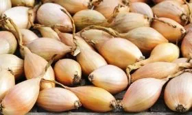 сбор урожая