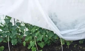 уход за огурцами