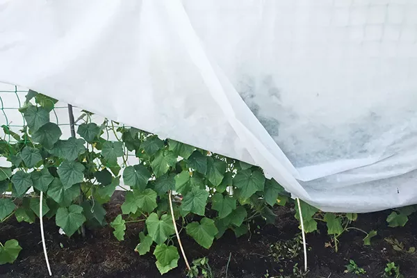 уход за огурцами