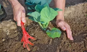 уход за белокочанной капустой