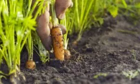 сбор моркови