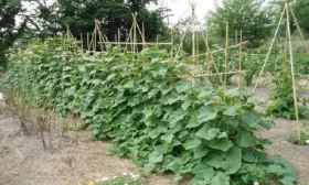 огуречные кусты