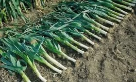 сбор лука Победитель