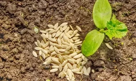 посев огурцов в открытый грунт