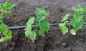 высадка огурцов в грунт