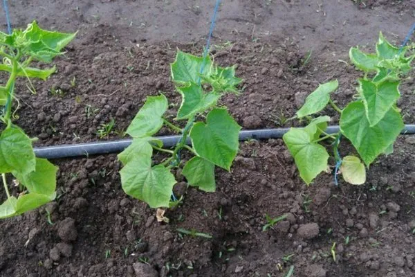 высадка огурцов в грунт