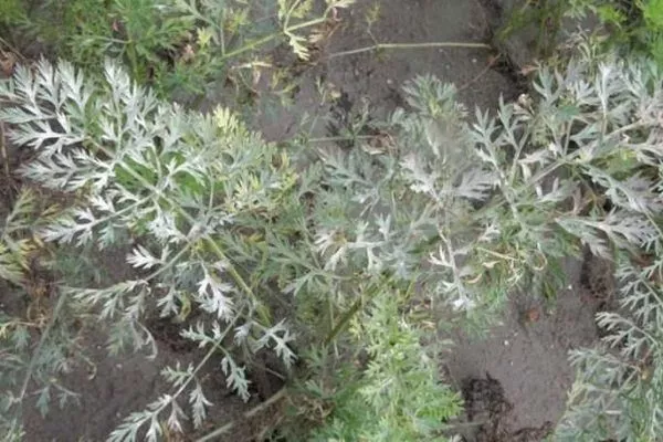 Морковь Полярная клюква: для северных регионов