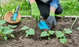 возделывание огурцов