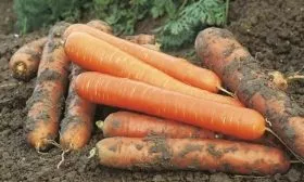 сбор моркови