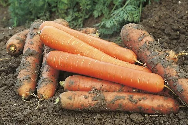 сбор моркови