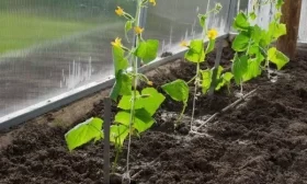 выращивание культуры