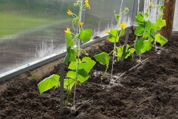 выращивание культуры