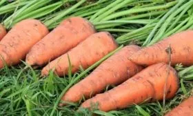 сбор урожая