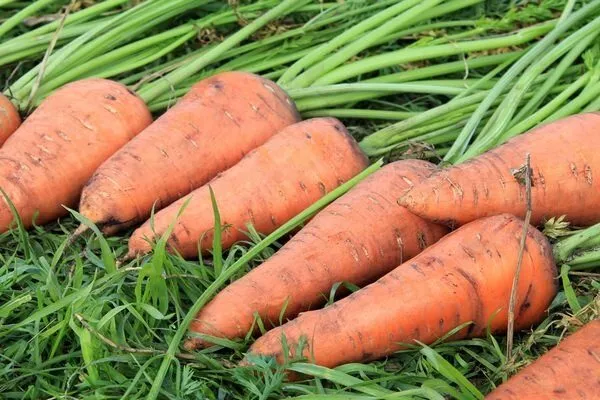 сбор урожая