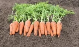 продуктивность сорта