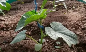 выращивание огурцов в открытом грунте