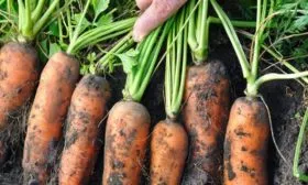 сбор урожая