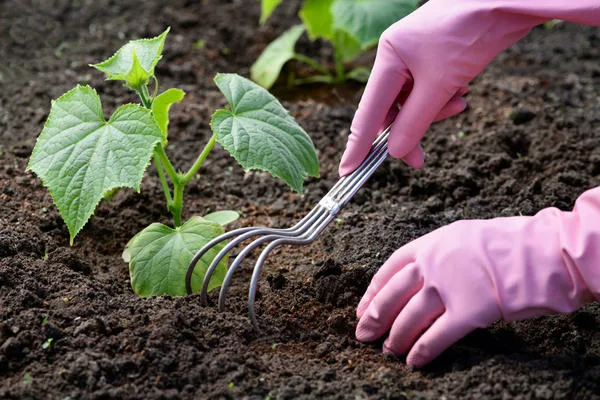 уход за огурцами Бабушкин внучок