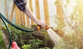 как проредить свеклу