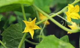 опыление огурцов