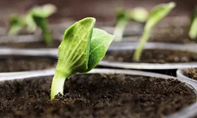 выращивание огурцов из семян